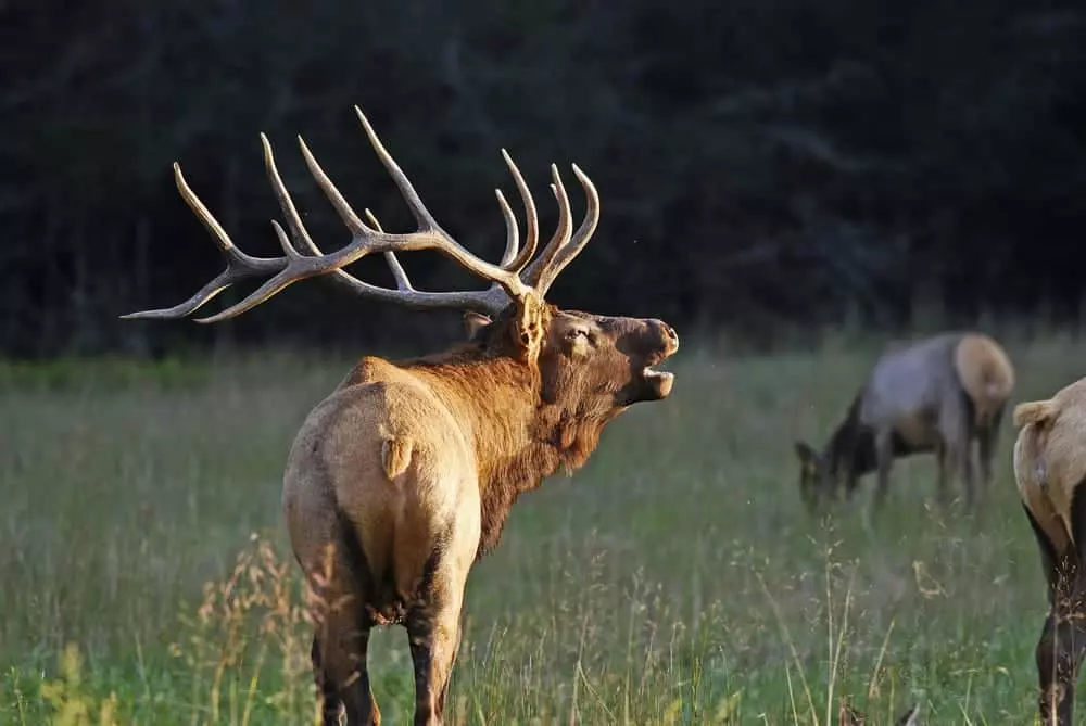 Elk in the Smoky Mountains